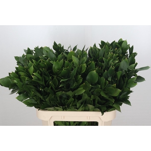 Ruscus Israel