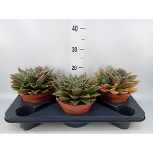 Echeveria   ...