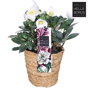 Helleborus niger 'Christmas Carol' P17 (Seagrass Basket)