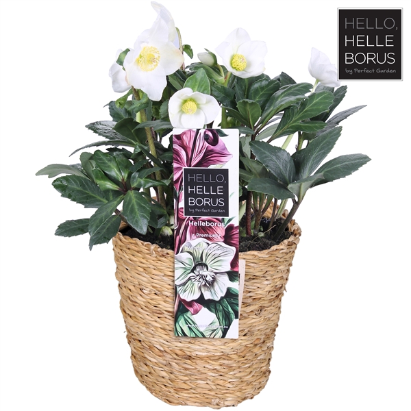 <h4>Helleborus niger 'Christmas Carol' P17 (Seagrass Basket)</h4>