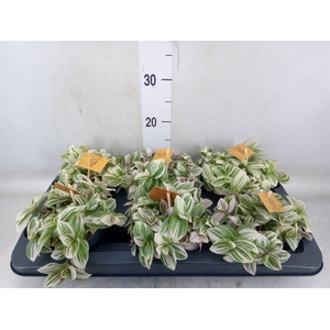 Tradescantia  'Brightness'