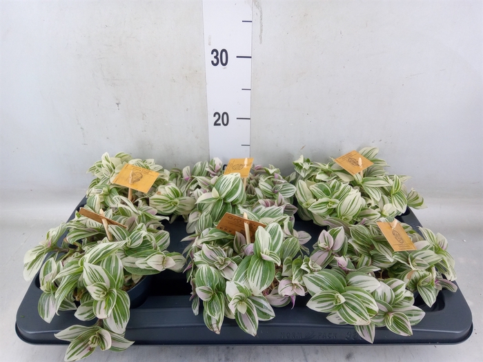 <h4>Tradescantia  'Brightness'</h4>