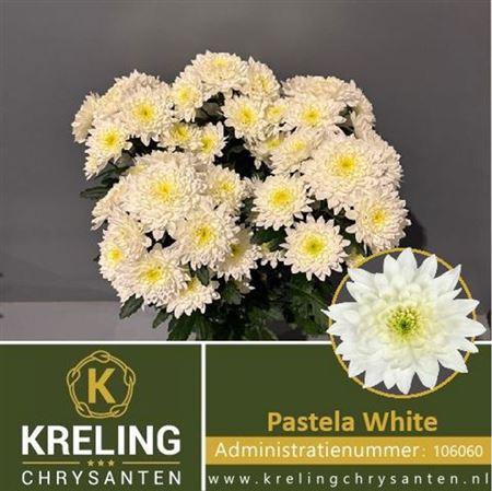 <h4>Chr T Pastela White</h4>