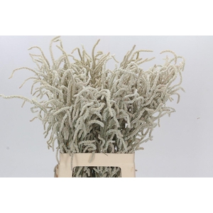 Amaranthus Yearming Desert