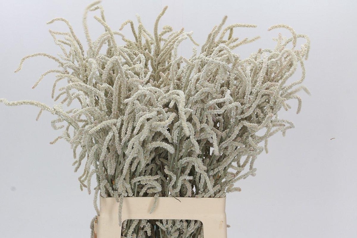 <h4>Amaranthus Yearming Desert</h4>