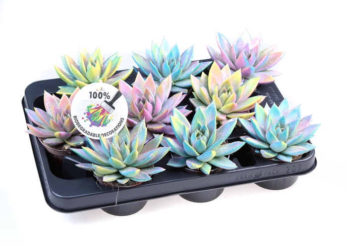 <h4>Echeveria  'Miranda'</h4>