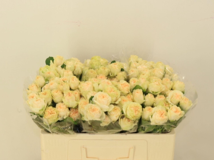 <h4>RS TR SUMMERROSE</h4>