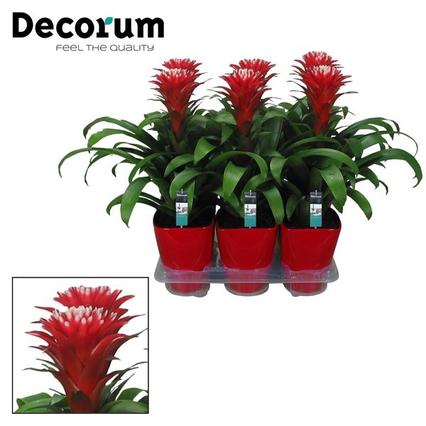 <h4>Guzmania Hope</h4>