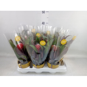 Guzmania  'Priscilla'