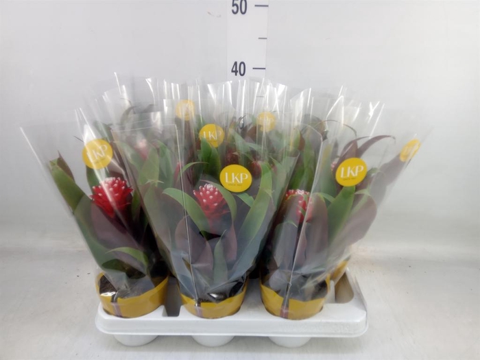 <h4>Guzmania  'Priscilla'</h4>