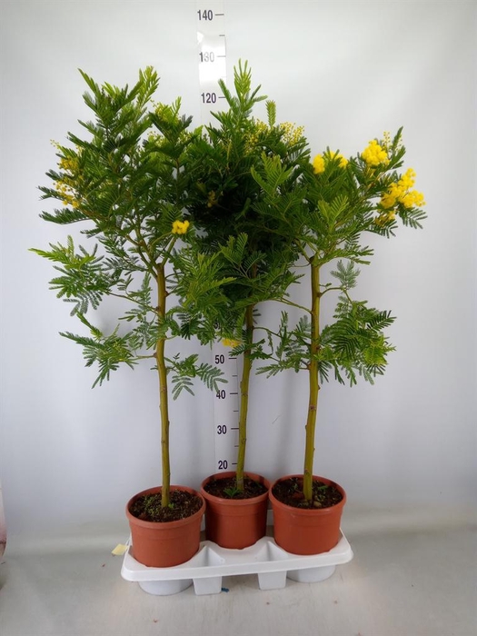 <h4>Mimosa pudica</h4>