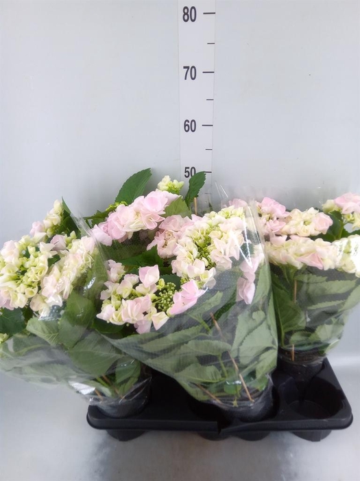 <h4>Hydrangea mac. 'Hovaria Hobella'</h4>