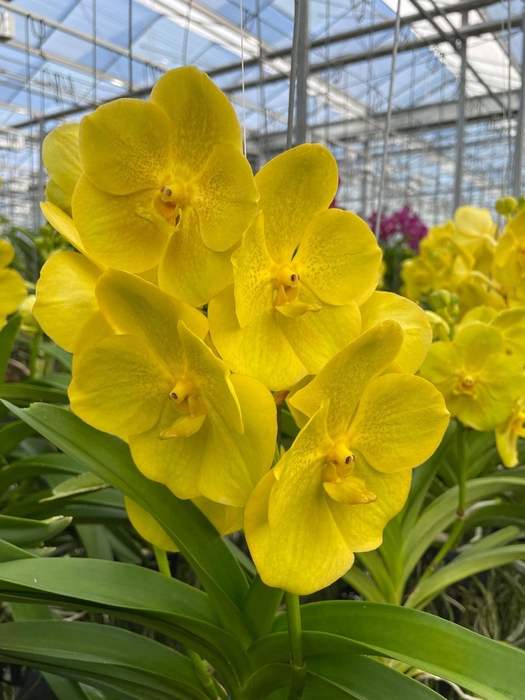 <h4>Vanda Lemon</h4>