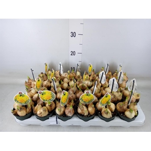 Narcissus DU 'Tete Boucle'