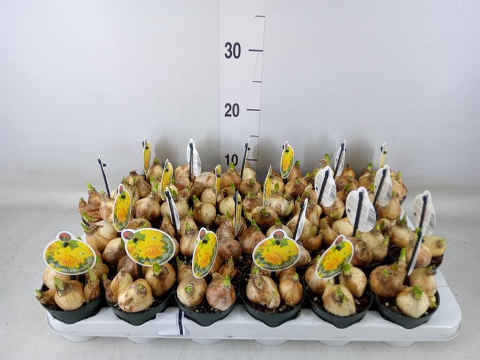 <h4>Narcissus DU 'Tete Boucle'</h4>