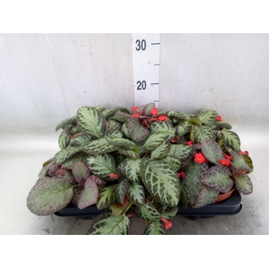 Episcia   ...