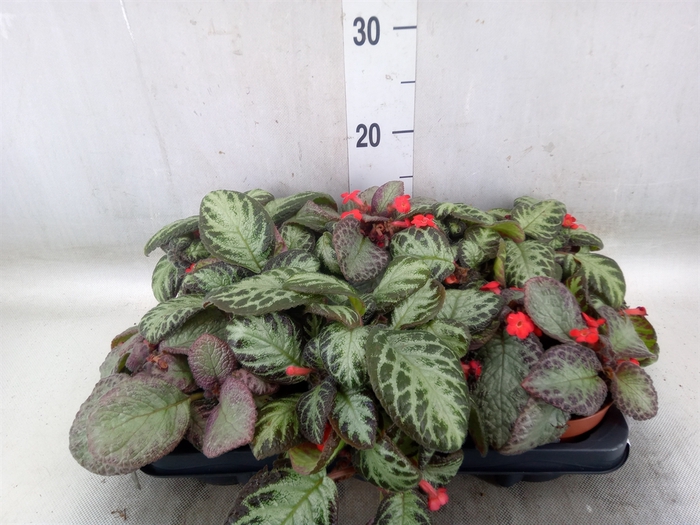 <h4>Episcia   ...</h4>