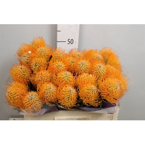 Leuco Ayoba Sun