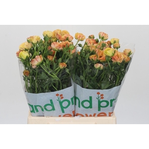 Ranunculus Magical Caramel