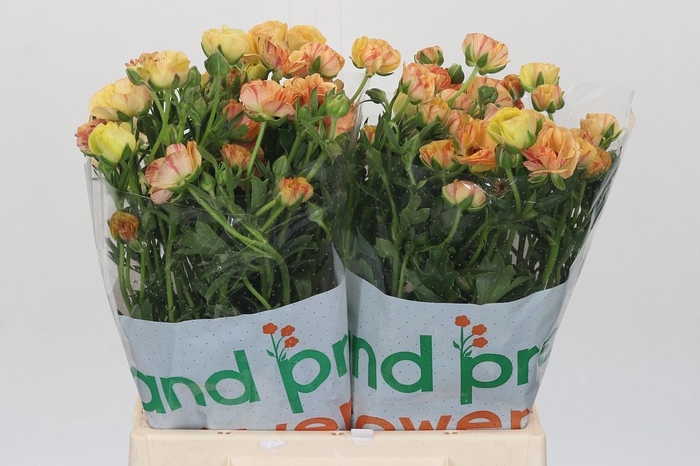 Ranunculus Magical Caramel