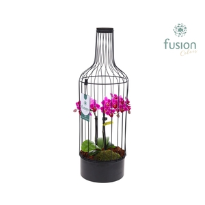 Metaal fles zwart Large met Phalaenopsis