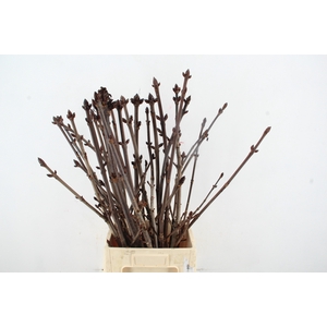 AESCULUS HIPPOC TAK SPRAY