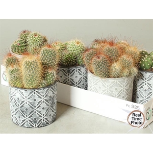 Cactus mix 14Ø 25cm