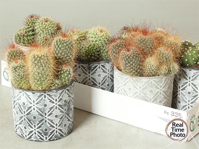 Cactus mix 14Ø 25cm