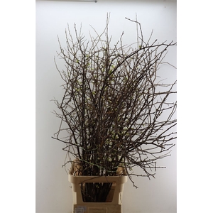 Chaenomeles Wit.ca 140/150cm