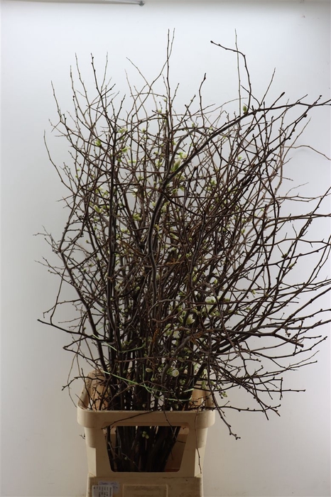 <h4>Chaenomeles Wit.ca 140/150cm</h4>