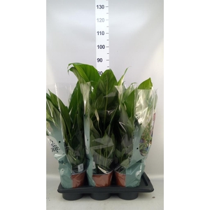 Spathiphyllum  'Bingo Cupido'