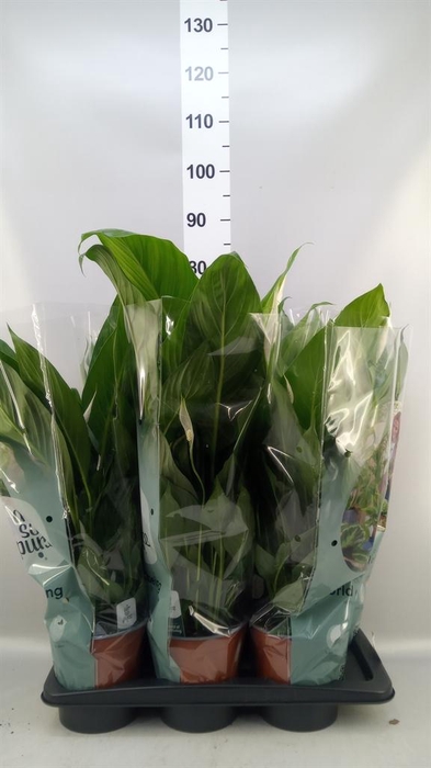 <h4>Spathiphyllum  'Bingo Cupido'</h4>