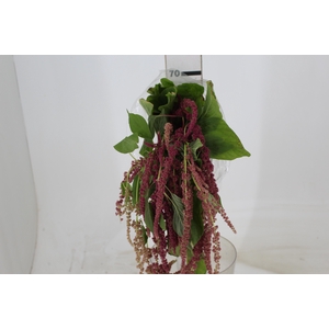 AMARANTHUS VINHO