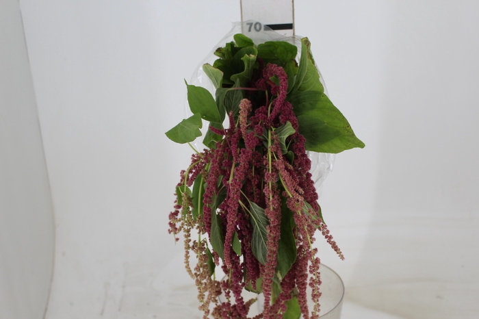 <h4>AMARANTHUS VINHO</h4>