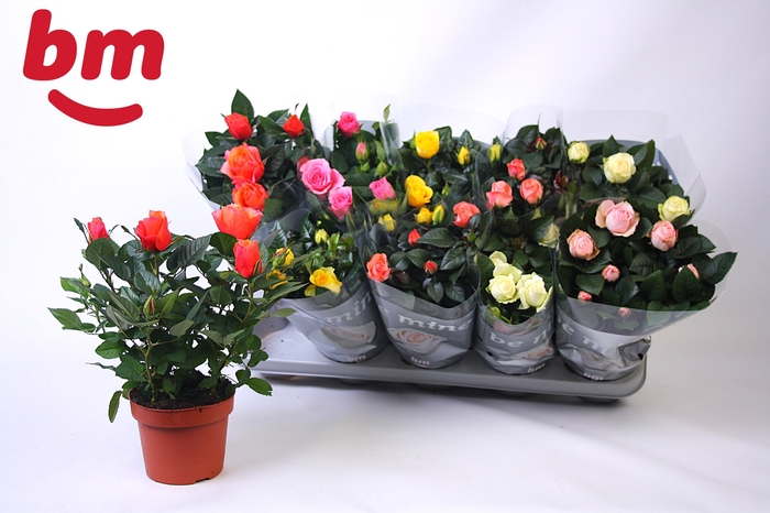 <h4>RO B MONDE GEM</h4>