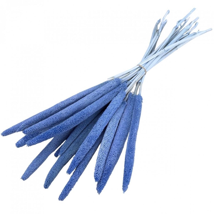 <h4>Droogbloem Babala 70cm x15</h4>