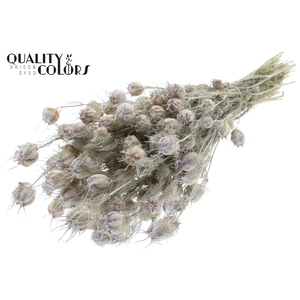 Nigella per bunch Frosted White