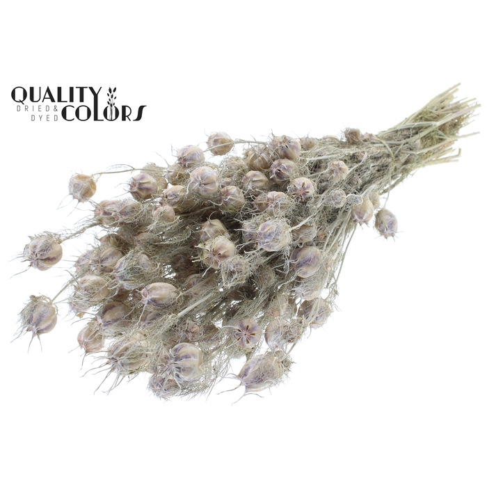 <h4>Nigella per bunch Frosted White</h4>
