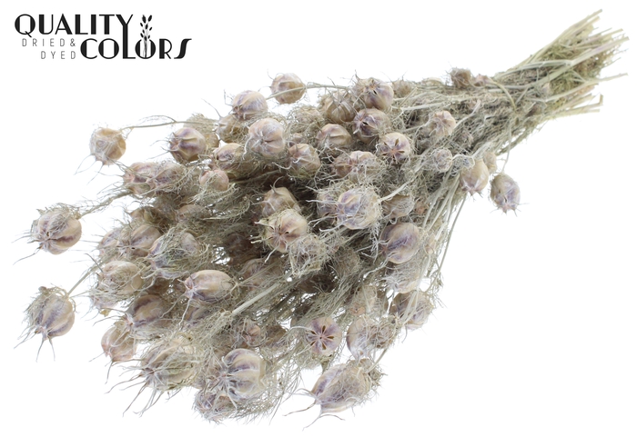 Nigella per bunch Frosted White
