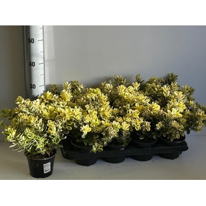 HEBE AND VARIEGATA