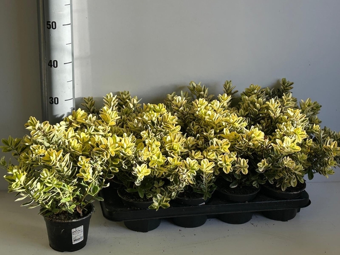 <h4>HEBE AND VARIEGATA</h4>