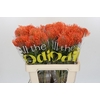Nutans Ayoba Mandarin Zest