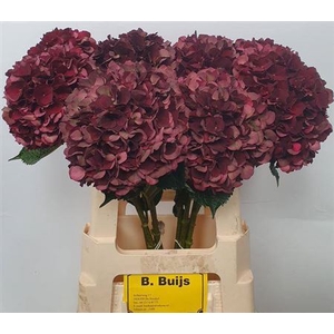 Hydr M Mag D Ruby Cl