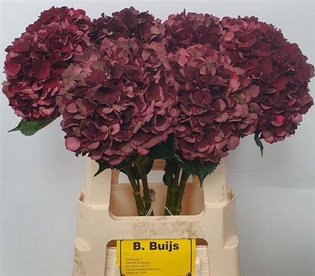 <h4>Hydr M Mag D Ruby Cl</h4>