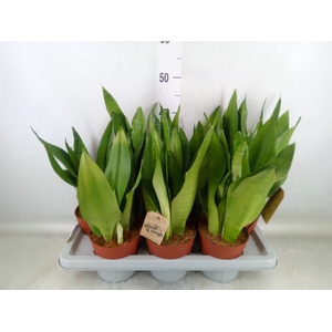 Sansevieria trifa. 'Moonshine'