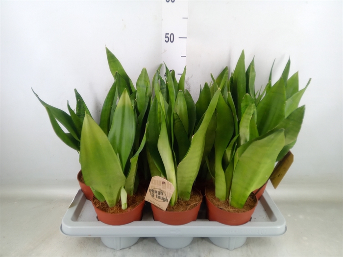 <h4>Sansevieria trifa. 'Moonshine'</h4>