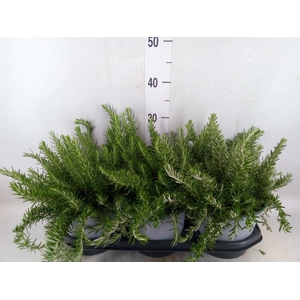 Rosmarinus offi. 'Prostratus'