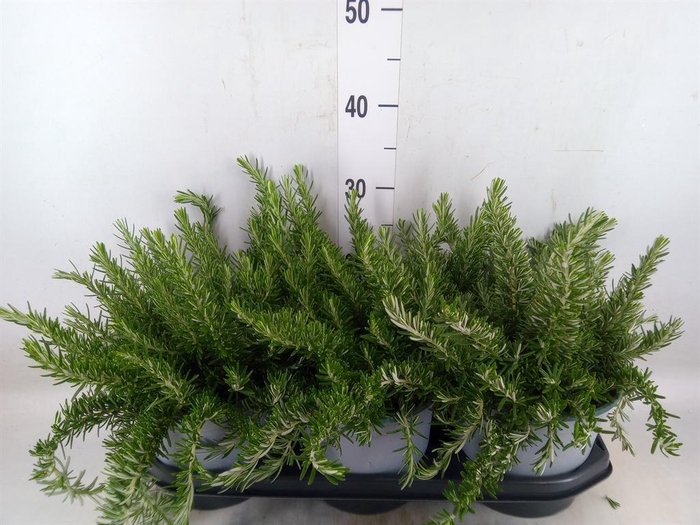 <h4>Rosmarinus offi. 'Prostratus'</h4>