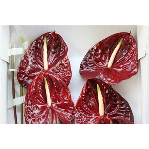 Anthurium Exclusief Nr 126
