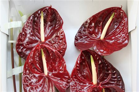 <h4>Anthurium Exclusief Nr 126</h4>